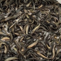 现货台湾泥鳅