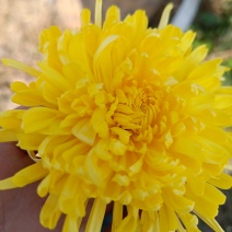 鲜金丝皇菊