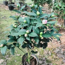 18杯香妃粉色花朵浓香型室内室外盆景耐寒耐热地栽盆栽
