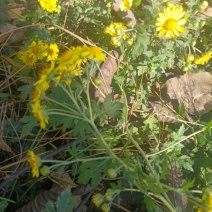 野菊花