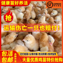三黄鸡苗诚信商家货到满意后付款包防疫包运输满千送百