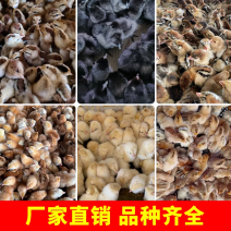三黄鸡苗诚信商家货到满意后付款包防疫包运输满千送百