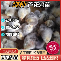 芦花鸡苗诚信商家货到满意后付款包防疫包运输满千送百