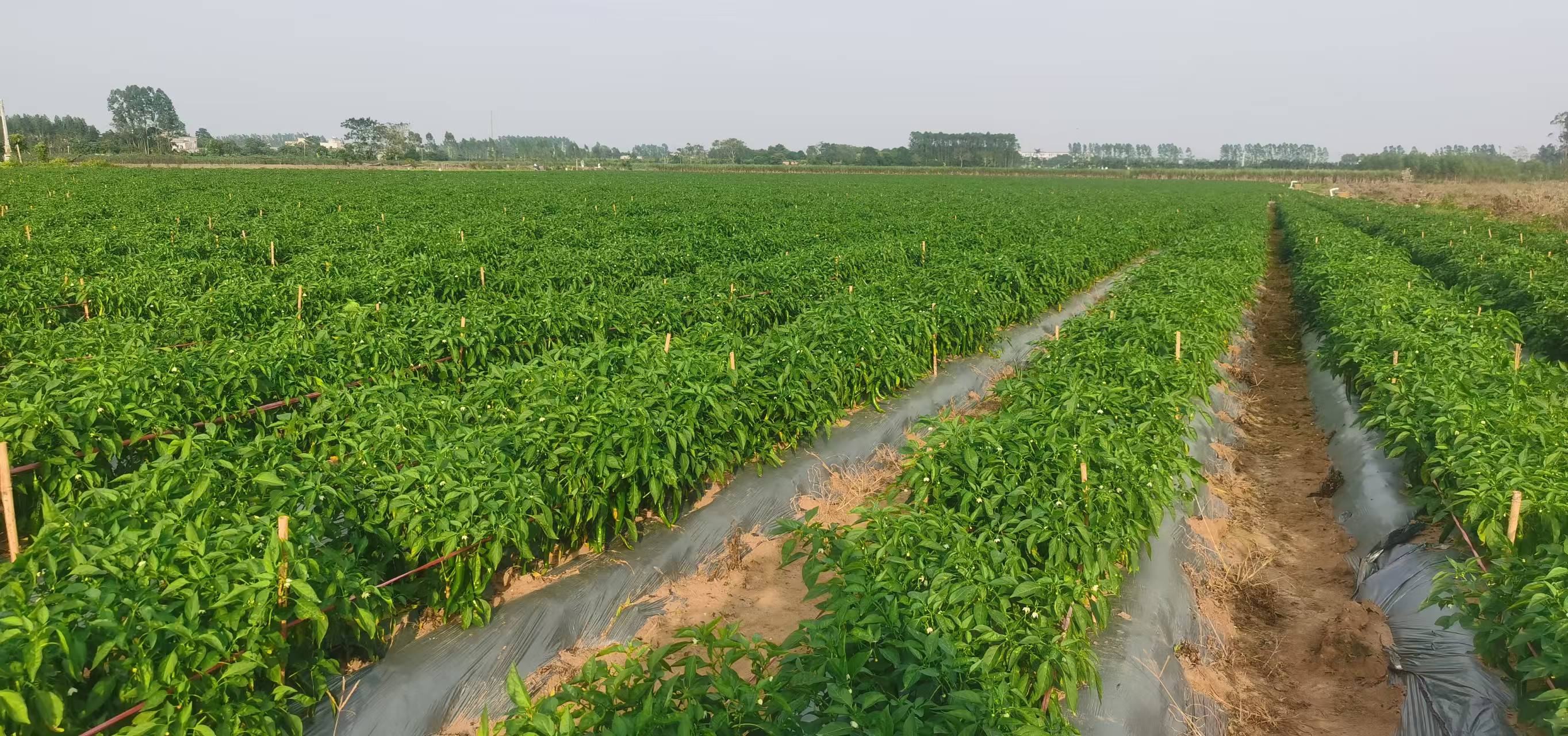 牛角椒田间生长实景