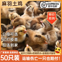 麻鸡苗货到满意后付款信誉商家包防疫包运输满千送百