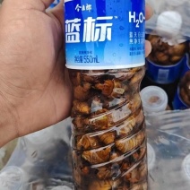一件代发！2025新鲜知了猴杜仲金蝉白蝉可批发