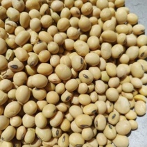 苏北黑脐王，高蛋白物美价格优，一手货源全国代发