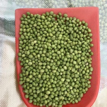 江苏大青豆大粒双青豆产地直发货源充足欢迎致电咨询