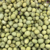 江苏青豆单粒青豆一手货源产地直发货源充足欢迎下单