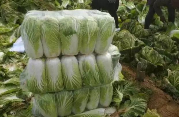 夏阳白菜采收与分级包装场景