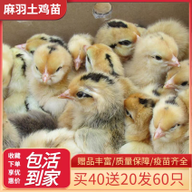 土鸡苗货到满意后付款信誉商家包防疫包运输满千送百