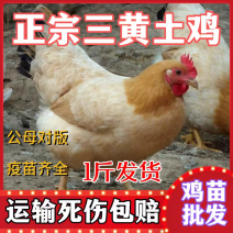 三黄鸡苗货到满意后付款信誉商家包防疫包运输满千送百