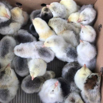 芦花鸡苗货到满意后付款信誉商家包防疫包运输满千送百