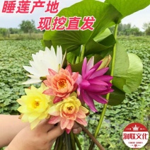 大红睡莲产地直发一手货源欢迎各地客商洽谈合作