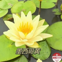 墨西哥黄睡莲产地直发一手货源欢迎各地客商洽谈合作
