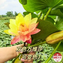 大万维莎睡莲产地直发一手货源欢迎各地客商洽谈合作