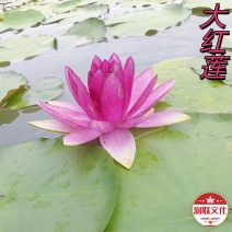 大红莲睡莲产地直发一手货源欢迎各地客商洽谈合作