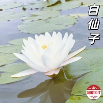 大白仙子睡莲产地直发一手货源欢迎各地客商洽谈合作