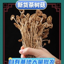 福建古田3号5号不开伞茶树菇茶新菇产地直发量大从优