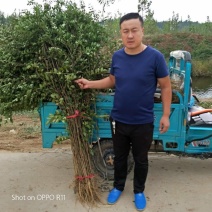 花椒苗0.5~1年免费提供技术材料跟踪服务