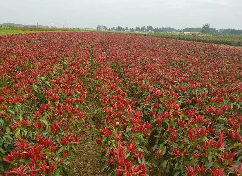 一片整齐生长的三樱八号辣椒田,植株健壮,果实朝天簇生,红绿相间,显示出色泽亮丽、果实密集的特点,背景为中原地区典型农田环境 三樱八号辣椒田间生长实景