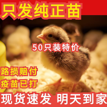 土鸡苗诚信商家货到满意付款满千送百诚信服务