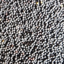 绵阳本地菜籽销售、诚信为本、质量优先、价格公道、欢迎咨询