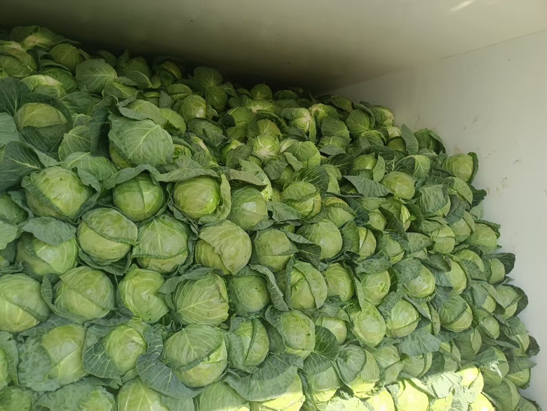 甘蓝种植户在田间进行采收作业