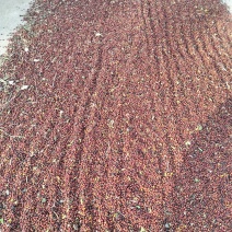茜草种子