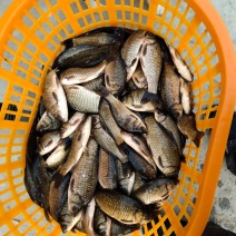 鲫鱼