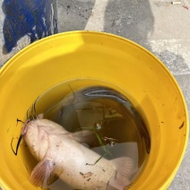 鲶鱼