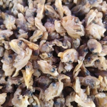 蛤蜊优质蛤蜊肉贝丁肉干度好产地直发货源充足