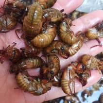 包邮杜仲金蝉大量供应，货源充足，量大从优支持零售批发。