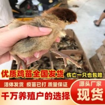 三黄鸡苗货到满意付款包防疫运输买1000送100