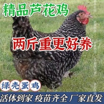 芦花鸡苗货到满意付款包防疫运输买1000送100