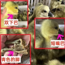 狮头鹅苗货到满意付款包防疫运输买1000送100