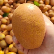 洛宁沙梨，金珠滚，野生沙梨，