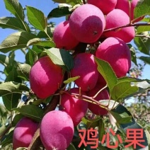 鸡心果苗