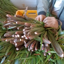 茴香菖蒲