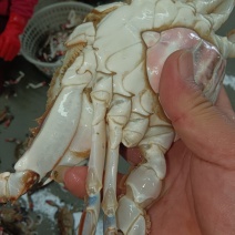 梭子蟹