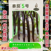 特长黑线茄种子黑长茄种子黑亮茄子种子白肉秦茄5号茄子种子