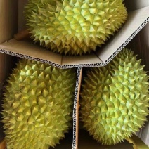 越南干尧榴莲规格齐全产地直发广州江南市场品质保证