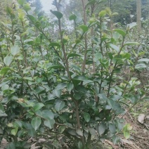 茶花毛笼高度30～50，冠幅30～40