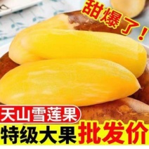 （现货）26年雪莲果主产区合作社一件代发社区团购供货