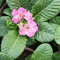 报春花，大量现货供应
