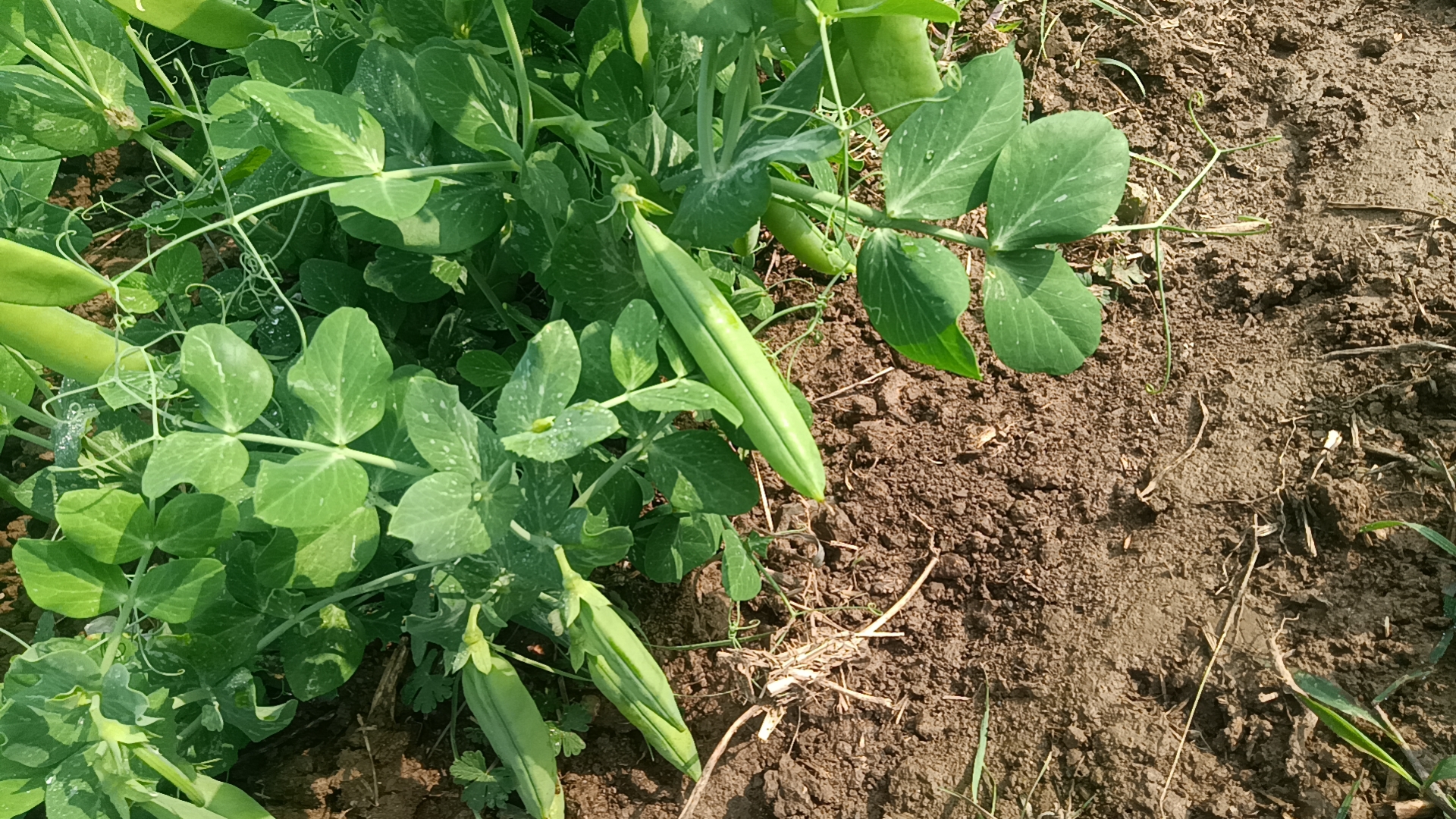 青豌豆与黄豌豆植株对比图