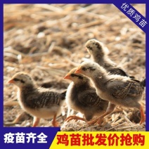 芦花鸡苗货到满意付款包防疫运输买1000送100