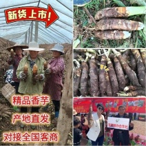 山东香芋软糯香甜产地直发对接全国市场电商