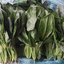 南通精品菠菜！规格齐全，产地直发量大从优！欢迎来电咨询！