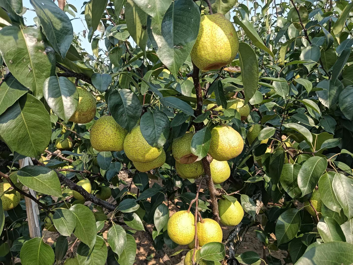 莱阳梨文化节活动现场